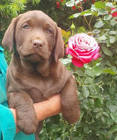 Labrador Retriever for sale by RIVERINALABS