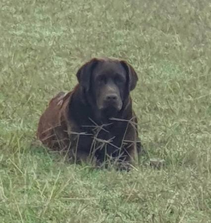 Labrador Retriever for sale by RIVERINALABS
