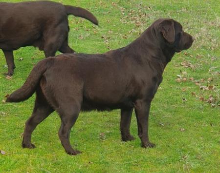 Labrador Retriever for sale by RIVERINALABS