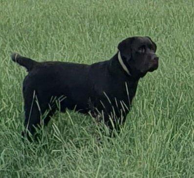 Labrador Retriever for sale by RIVERINALABS