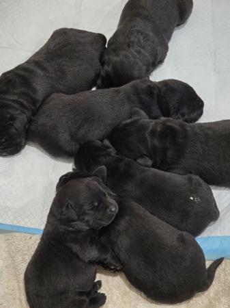 Labrador Retriever puppy for sale by RIVERINALABS