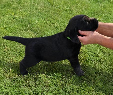 Labrador Retriever puppy for sale by RIVERINALABRADORS