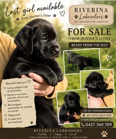 Labrador Retriever for sale by RIVERINALABRADORS