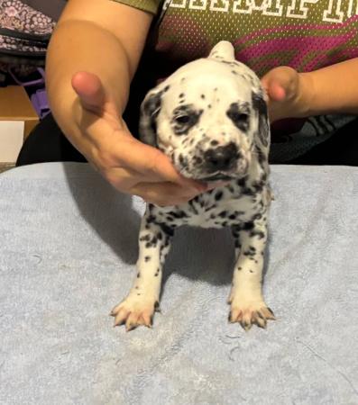 Dalmatian puppy for sale by THUNDERSPOT