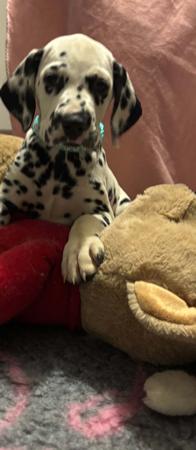 Dalmatian puppy for sale by LILLYROSE2010