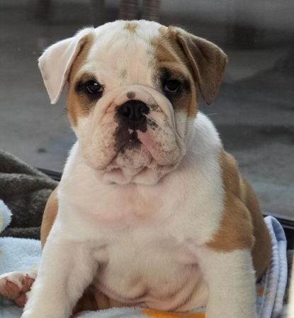 British Bulldog for sale by WINSTONCO