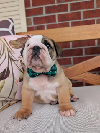 British Bulldog for sale by WINSTONCO