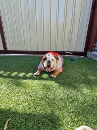 British Bulldog for sale by WINSTONCO