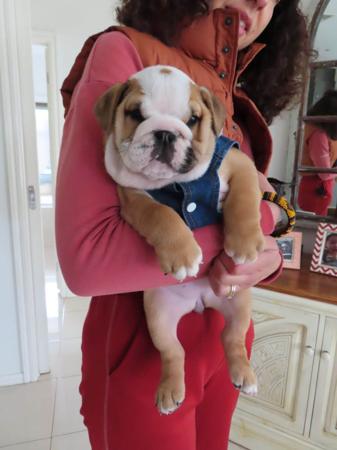British Bulldog for sale by WINSTONCO