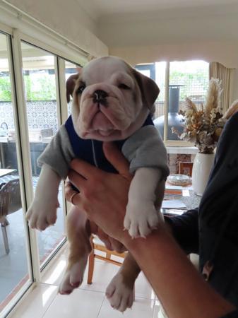 British Bulldog for sale by WINSTONCO