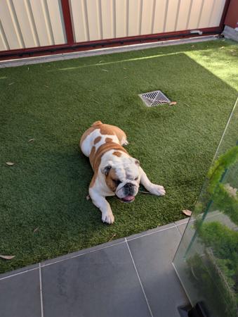 British Bulldog for sale by WINSTONCO