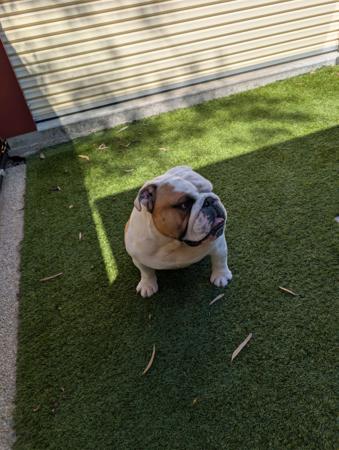 British Bulldog for sale by WINSTONCO