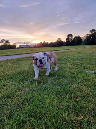 British Bulldog for sale by WINSTON2015