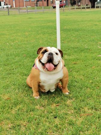 British Bulldog for sale by WINSTONCO