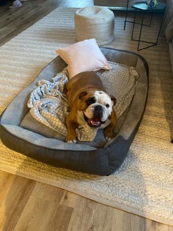 British Bulldog for sale by WINSTONCO