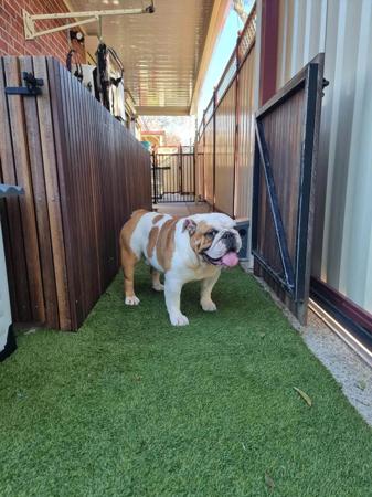 British Bulldog puppy for sale by WINSTON2015