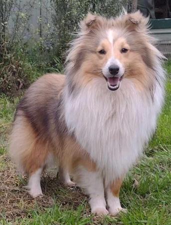 Shetland Sheepdog for sale by KANDILON