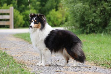 Shetland Sheepdog for sale by KANDILON