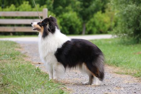 Shetland Sheepdog for sale by KANDILON