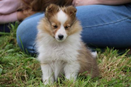 Shetland Sheepdog for sale by KANDILON