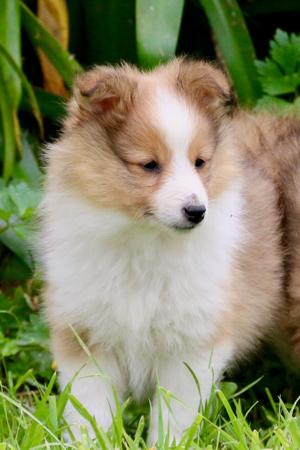 Shetland Sheepdog for sale by KANDILON