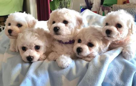 Bichon Frise for sale by MISTBREEZE