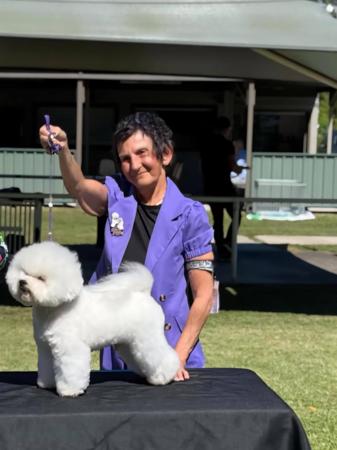 Bichon Frise for sale by MISTBREEZE