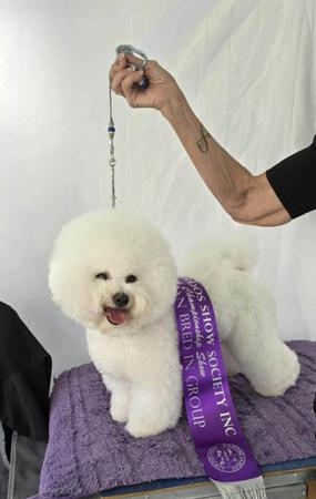 Bichon Frise for sale by MISTBREEZE
