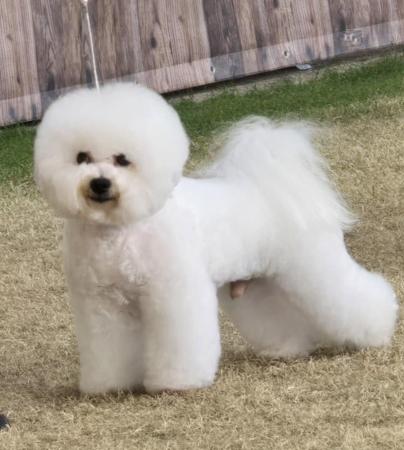 Bichon Frise for sale by MISTBREEZE