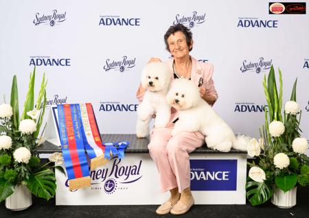 Bichon Frise for sale by MISTBREEZE