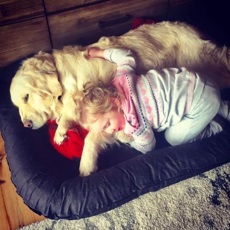 Golden Retriever for sale by JOKALA