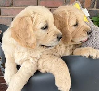 Golden Retriever for sale by JOKALA