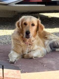 Golden Retriever for sale by JOKALA