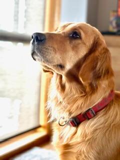 Golden Retriever for sale by JOKALA