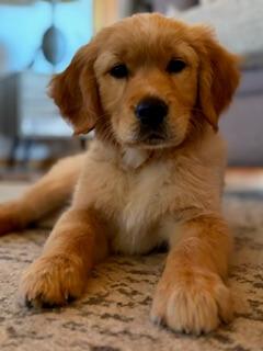 Golden Retriever for sale by JOKALA