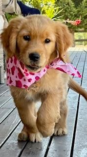 Golden Retriever for sale by JOKALA