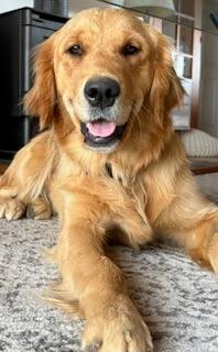 Golden Retriever for sale by JOKALA
