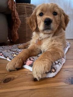 Golden Retriever for sale by JOKALA