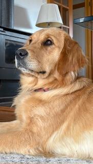 Golden Retriever for sale by JOKALA