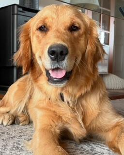 Golden Retriever for sale by JOKALA