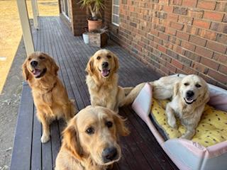 Golden Retriever for sale by JOKALA