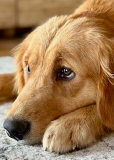 Golden Retriever for sale by JOKALA