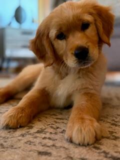 Golden Retriever for sale by JOKALA