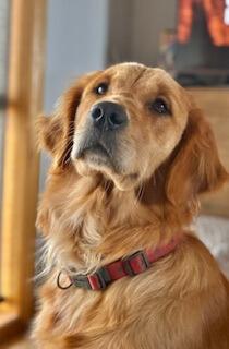 Golden Retriever for sale by JOKALAGOLDENS