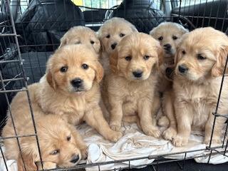 Golden Retriever puppy for sale by JOKALAGOLDENS