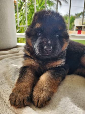 German Shepherd Dog (Long Stock Coat) puppy for sale by LANDAVERG