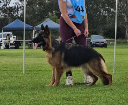 German Shepherd Dog (Long Stock Coat) puppy for sale by LANDAVERG