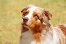 Australian Shepherd for sale by SCINTILLI