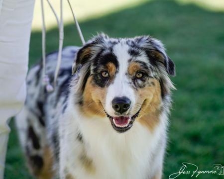 Australian Shepherd for sale by SCINTILLI