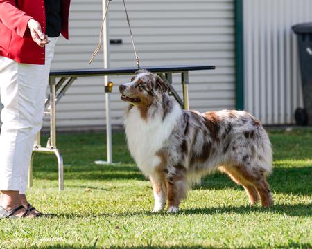 Australian Shepherd for sale by SCINTILLI